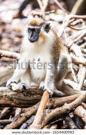 There is only one type of monkey in Barbados - the green monkey.The green monkey was introduced into Barbados from Senegal and the Gambia in West Africa over 350 years ago.