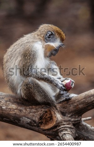There is only one type of monkey in Barbados - the green monkey.The green monkey was introduced into Barbados from Senegal and the Gambia in West Africa over 350 years ago.