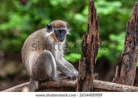 There is only one type of monkey in Barbados - the green monkey.The green monkey was introduced into Barbados from Senegal and the Gambia in West Africa over 350 years ago.