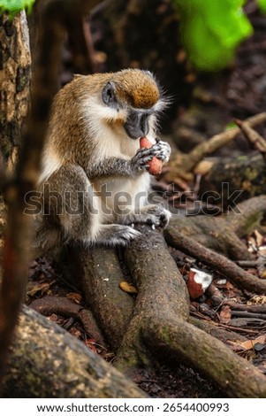 There is only one type of monkey in Barbados - the green monkey.The green monkey was introduced into Barbados from Senegal and the Gambia in West Africa over 350 years ago.