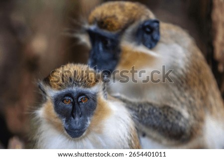 There is only one type of monkey in Barbados - the green monkey.The green monkey was introduced into Barbados from Senegal and the Gambia in West Africa over 350 years ago.