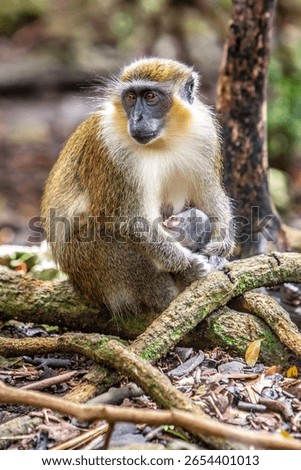 There is only one type of monkey in Barbados - the green monkey.The green monkey was introduced into Barbados from Senegal and the Gambia in West Africa over 350 years ago.