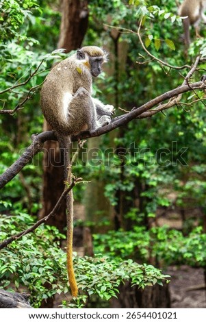 There is only one type of monkey in Barbados - the green monkey.The green monkey was introduced into Barbados from Senegal and the Gambia in West Africa over 350 years ago.