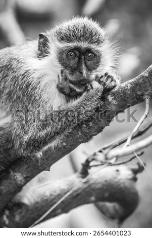 There is only one type of monkey in Barbados - the green monkey.The green monkey was introduced into Barbados from Senegal and the Gambia in West Africa over 350 years ago.