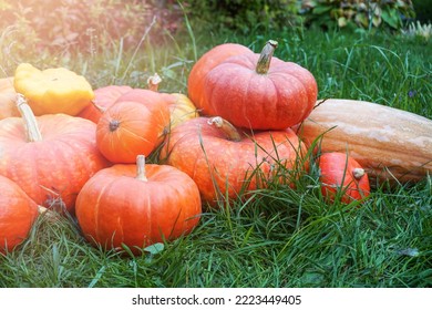 There Are A Lot Of Orange Ripe Pumpkins, Yellow Squash On The Green Grass In The Field.