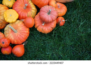 There Are A Lot Of Orange Ripe Pumpkins, Yellow Squash On The Green Grass In The Field.