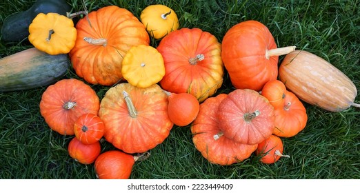 There Are A Lot Of Orange Ripe Pumpkins, Yellow Squash On The Green Grass In The Field.