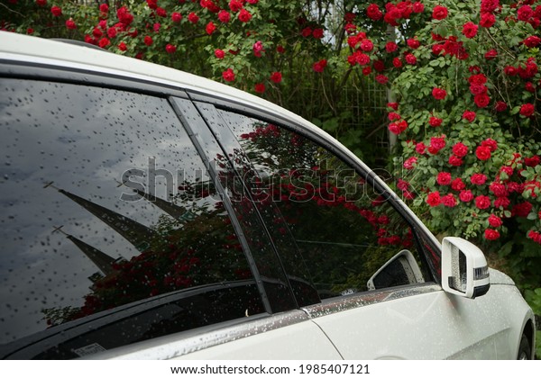There is a passionate\
red rose and a car.