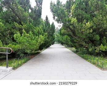 There is a path between the big trees.It's the view of spring season . A walkaway for couples. - Shutterstock ID 2150279229