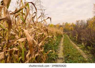 there is a road along a corn field, dry corn stalks, the end of the season