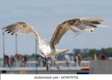 Oiseaux En Vol Images Stock Photos Vectors Shutterstock