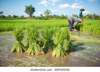 There Are The Seedling Of Jasmine Rice. Organic Rice, Non-toxic, Before Planting, Excellent Rice Exported Around The World, An Important Product In Thailand's Exports.