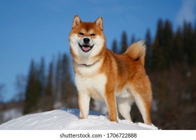 There Are Shiba Inu Outdoors In Winter