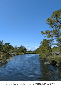 There is a small river running through a forest filled with trees