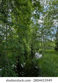 There is a small stream running through a lush green forest