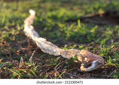 32,653 Black brown snake Images, Stock Photos & Vectors | Shutterstock