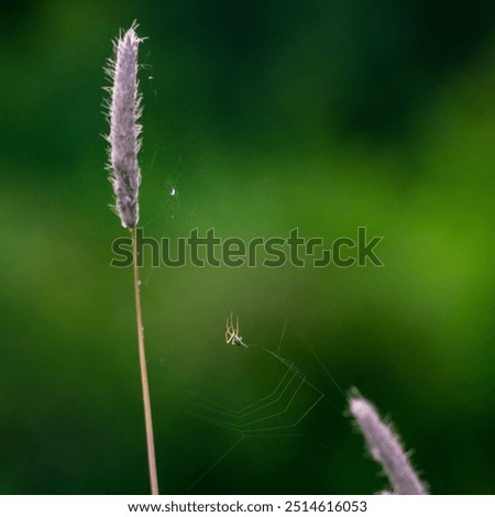 Similar – Foto Bild Gras grün Sommer Wiese