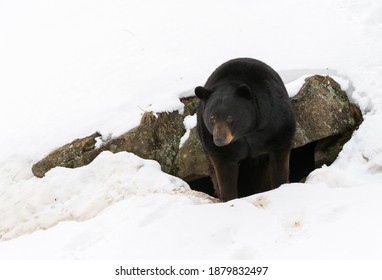 There is still a lot of snow on the ground, in March but this black bear has decided to awaken from his winter hibernation.