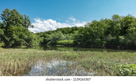 There are thickets of grass and aquatic plants in the riverbed. There is lush green vegetation on the shore. Clouds in the blue sky. Reflection on the water. Kamchatka