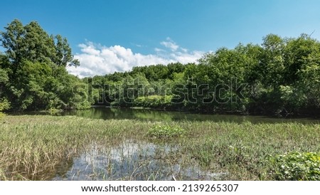 There are thickets of grass and aquatic plants in the riverbed. There is lush green vegetation on the shore. Clouds in the blue sky. Reflection on the water. Kamchatka