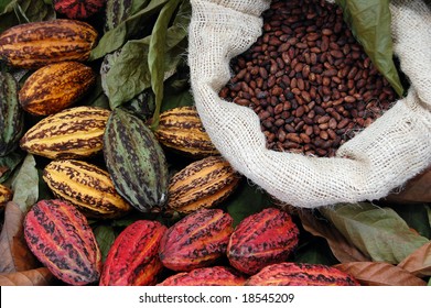 There are three main cultivar groups of cacao beans used to make cocoa and chocolate. Criollo, the cocoa bean used by the Maya. The Forastero and the last is a hybrid, called Trinitario.