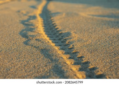 There Is A Trail Of Bicycle Tire Tread On The Sand. The Golden Color Of The Sand During Sunset. Close-up, Selective Focus