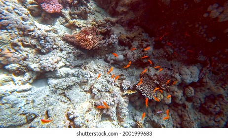 There Are Tropical Beautiful Fish Swimming On The Ocean Floor Near The Coral