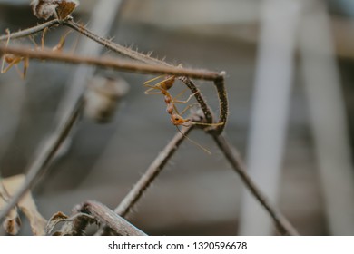 There are two ants climbing the death branch of tree.