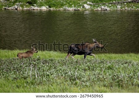 there are two mooses that are walking in the grass