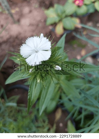 There are two thoughts on the origin of the sweet william name. The first is that is was named after the Duke of Cumberland, William Augustus. Sweet william are a group of fragrant flowers that attrac
