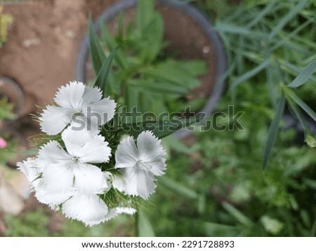There are two thoughts on the origin of the sweet william name. The first is that is was named after the Duke of Cumberland, William Augustus. Sweet william are a group of fragrant flowers that attrac
