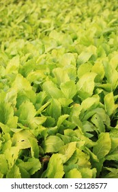 there are a lot of vegetable in the  vegetable field