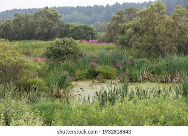 There Is A Wetland In Western Siberia. Russia