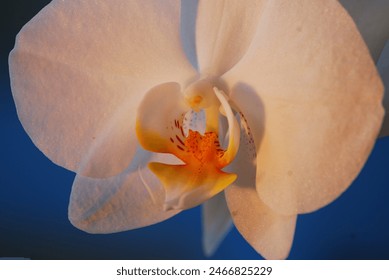 There are white blossoms from a orchid and a blue sky. - Powered by Shutterstock