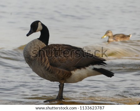 Similar – Image, Stock Photo Photobombing Goose Water