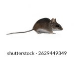 Theriology and deratization. Wild forest and field mice (Apodemus and Arvicolinae) as pests of agriculture and household. Isolated Wood mouse (Apodemus sylvaticus) shooting from different angles