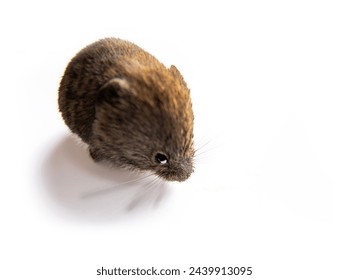 Theriology and deratization. Wild forest and field mice (Apodemus and Arvicolinae) as pests of agriculture and household. A sullen cunning mouse coony