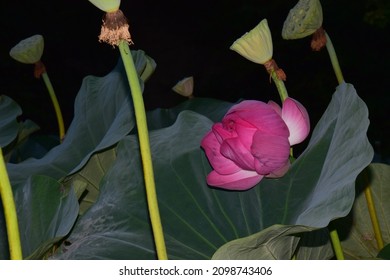 The Thermal Water Lily From Felix Baths Has Pink Flowers And Is A Unique Plant In That, Although It Is A Tropical Plant, It Has Adapted To An Area With A Temperate Climate.