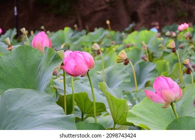 The Thermal Water Lily From Felix Baths Has Pink Flowers And Is A Unique Plant In That, Although It Is A Tropical Plant, It Has Adapted To An Area With A Temperate Climate.