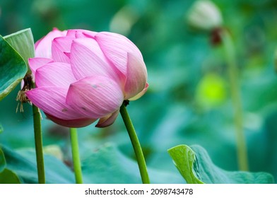 The Thermal Water Lily From Felix Baths Has Pink Flowers And Is A Unique Plant In That, Although It Is A Tropical Plant, It Has Adapted To An Area With A Temperate Climate.