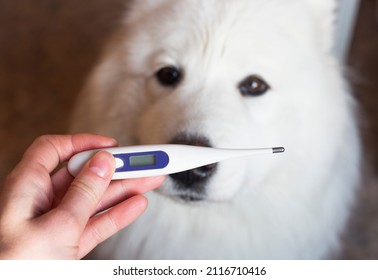 A thermometer for measuring the temperature of a dog. Thermometer in hand