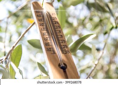 A Thermometer In The Shade Of The Tree Symbolizing The Extreme Heat Of Summer