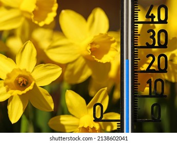 Thermometer shows 25 degrees celsius in yellow daffodils, classic spring flowers close up