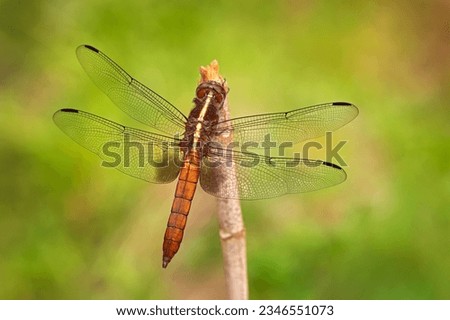 Thermorthemis madagascariensis, Madagascar jungle skimmer dragonfly endemic to Madagascar. Endemic insect from Africa. Dragon fly sitting on the branch in the nature habibitat. Wildlife.
