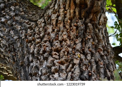 These Acorns Blue Oak Tree That Stock Photo 1223019739 | Shutterstock