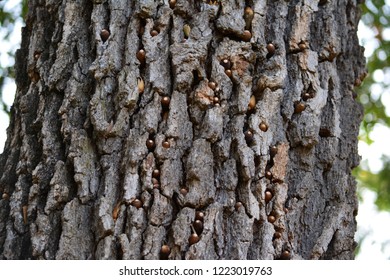 blue oak tree california