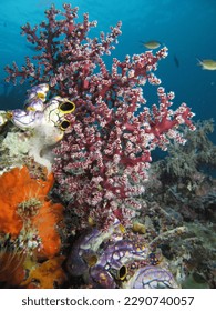 These advances include the discovery that the coral around Raja Ampat is more resilient to fluctuations in water temperatures. This allows the coral larvae to be swept into the Indian and Pacific Ocea