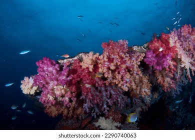 These advances include the discovery that the coral around Raja Ampat is more resilient to fluctuations in water temperatures. This allows the coral larvae to be swept into the Indian and Pacific Ocea