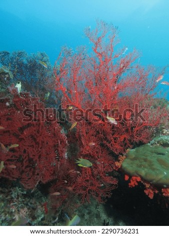 These advances include the discovery that the coral around Raja Ampat is more resilient to fluctuations in water temperatures. This allows the coral larvae to be swept into the Indian and Pacific Ocea