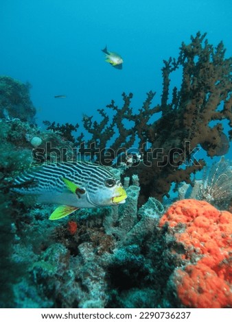 These advances include the discovery that the coral around Raja Ampat is more resilient to fluctuations in water temperatures. This allows the coral larvae to be swept into the Indian and Pacific Ocea
